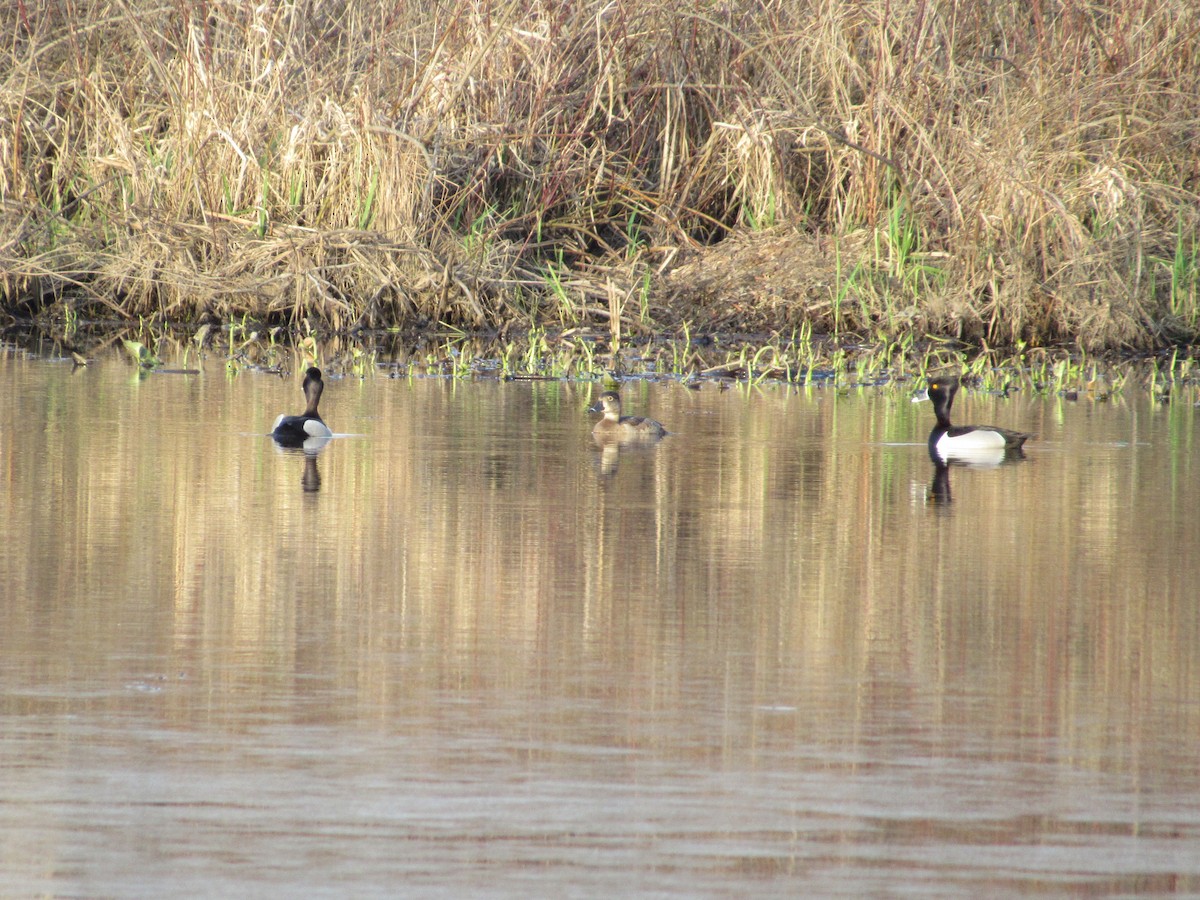 Ring-necked Duck - ML558162371