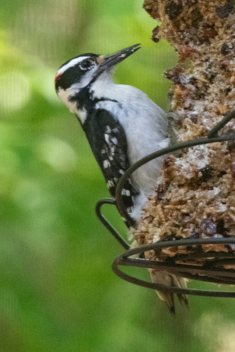 Hairy Woodpecker - ML558162851