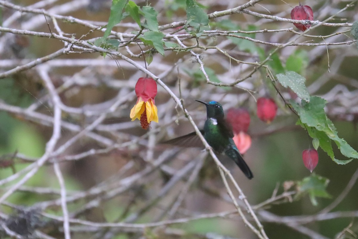 White-throated Daggerbill - Thomas Galewski