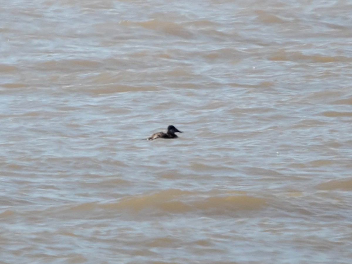 Ruddy Duck - ML558163351