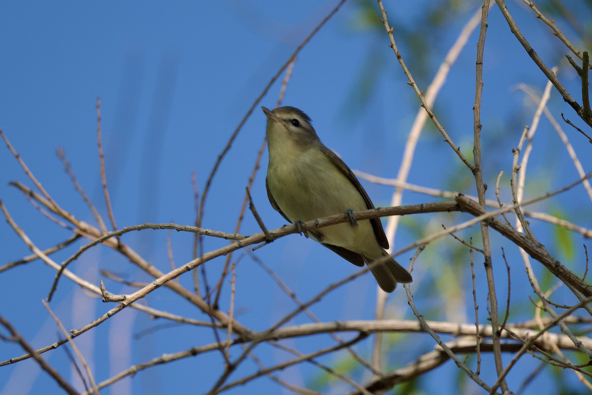 Warbling Vireo - Laurie Kleespies