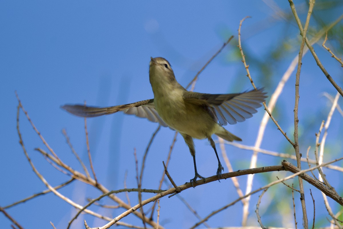 Warbling Vireo - Laurie Kleespies