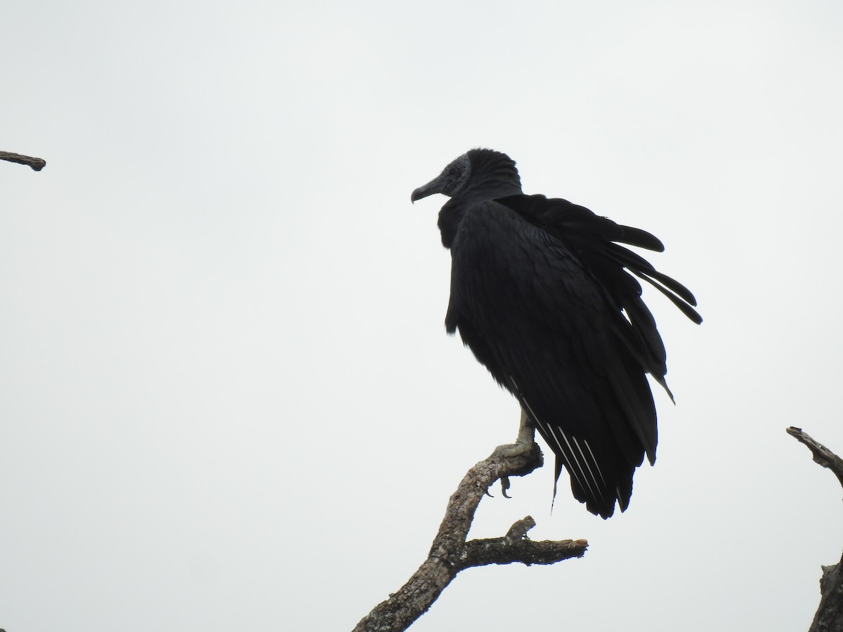 Black Vulture - ML558164241