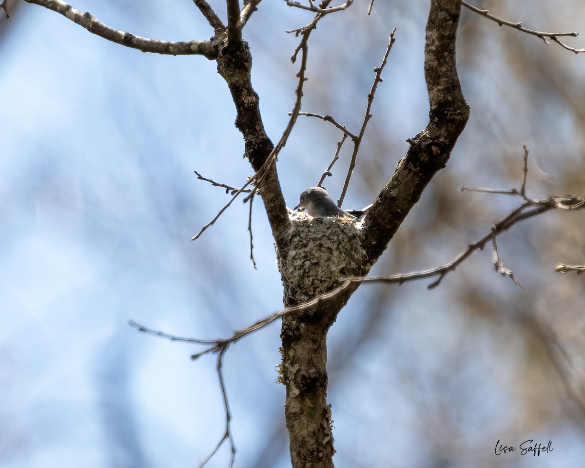 Blue-gray Gnatcatcher - ML558164441