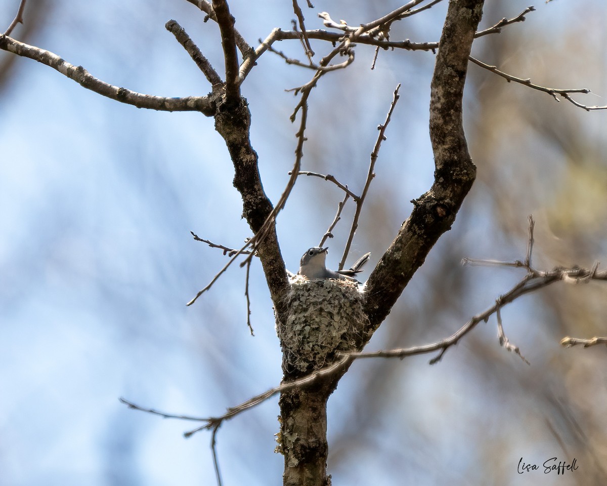 Blue-gray Gnatcatcher - Lisa Saffell