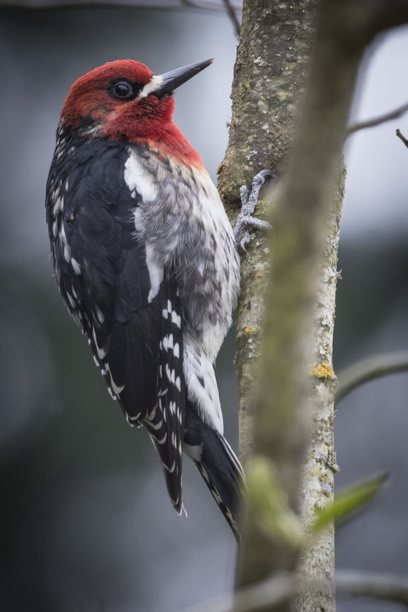 Red-breasted Sapsucker - ML558164661