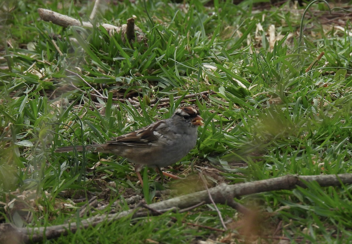 White-crowned Sparrow - ML558164791