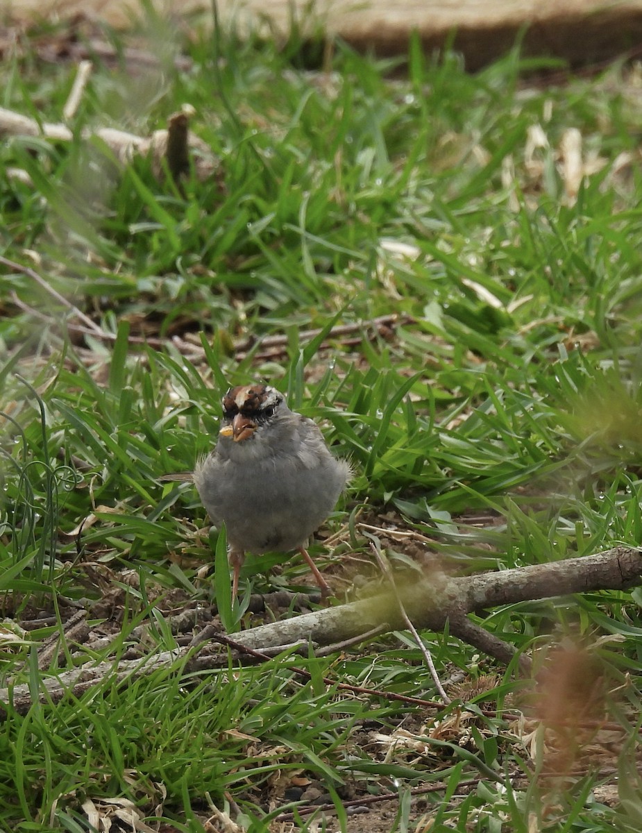 White-crowned Sparrow - ML558164801
