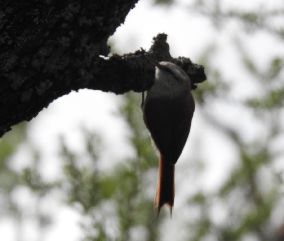 Stripe-crowned Spinetail - ML558164831