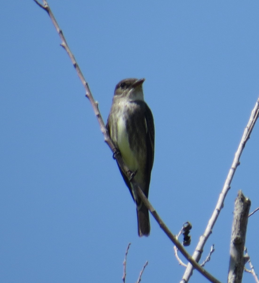 Olive-sided Flycatcher - ML558165191