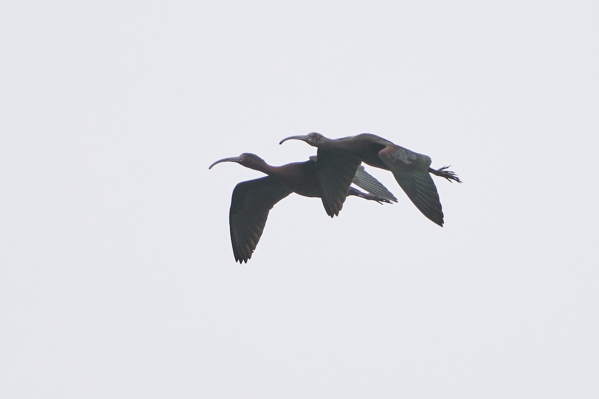 ibis americký - ML558165481