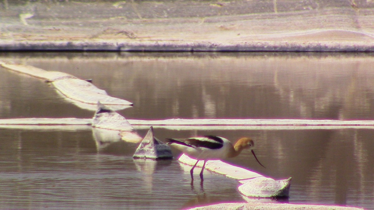 Avocette d'Amérique - ML558167021