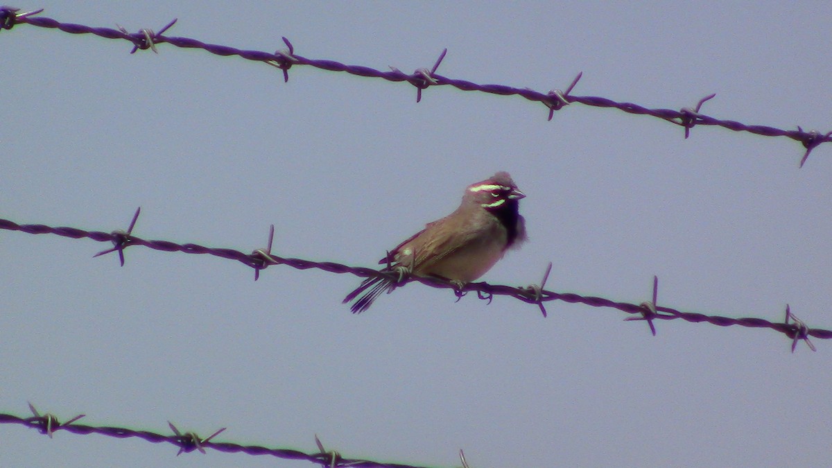 Black-throated Sparrow - Katy Anderson