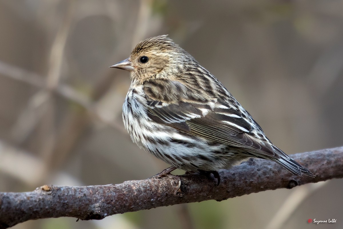 Pine Siskin - ML55816961