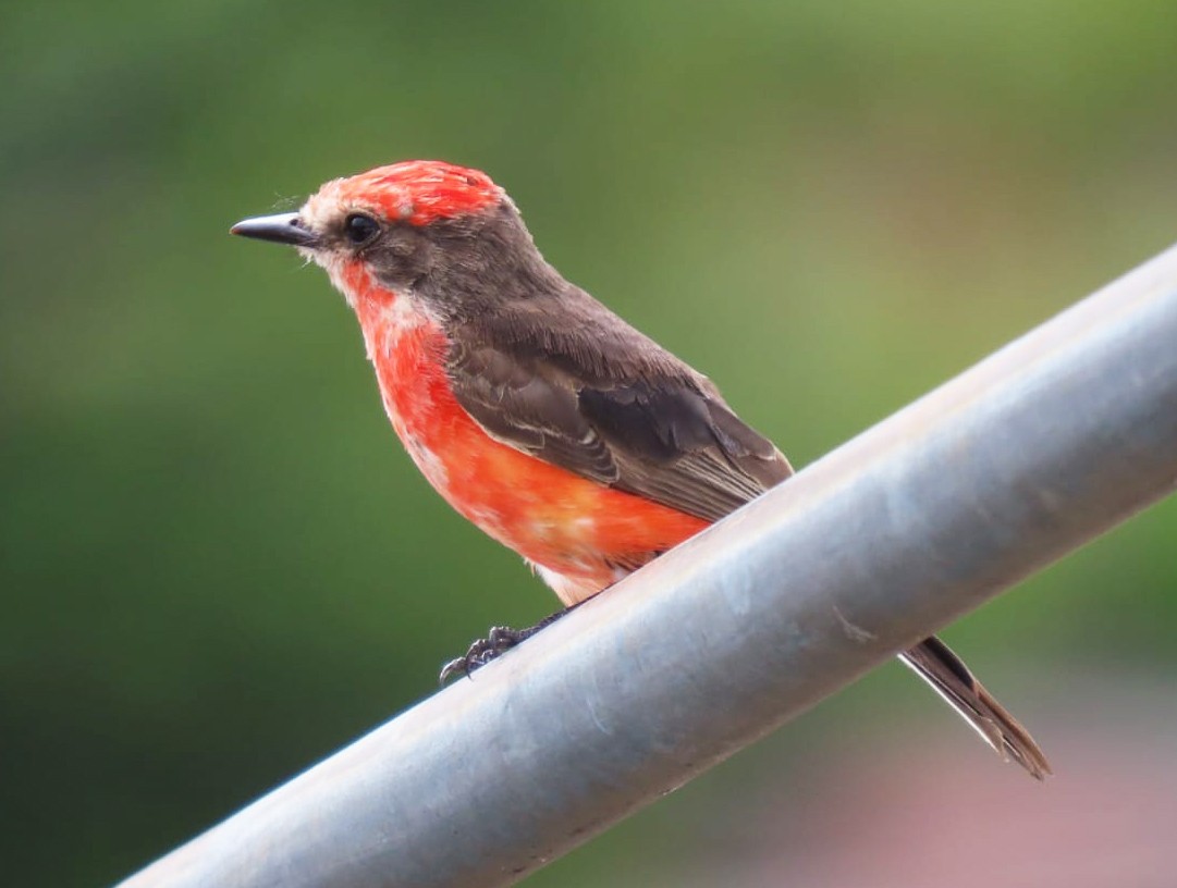 Vermilion Flycatcher - Alejandro Mendoza