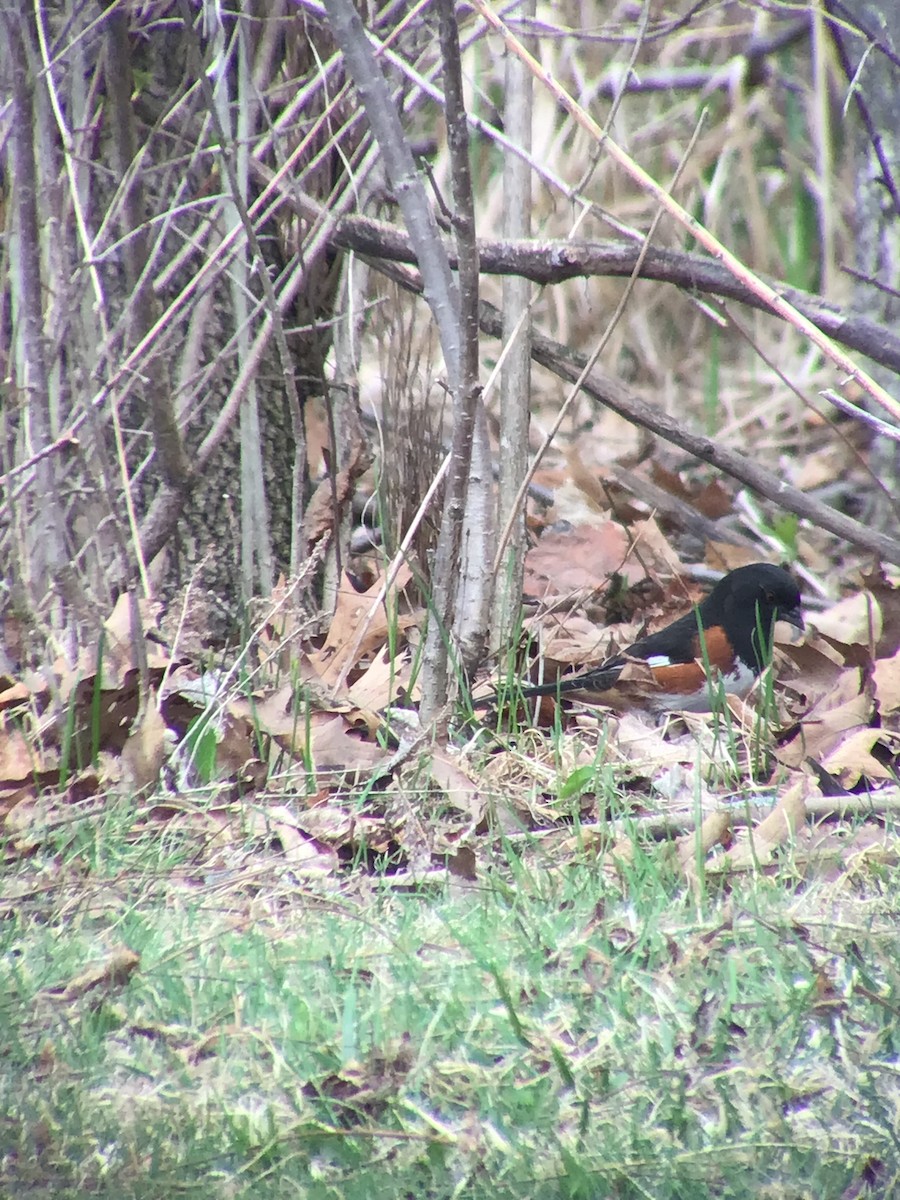 Eastern Towhee - ML558170571