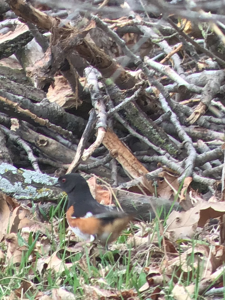 Eastern Towhee - ML558170581