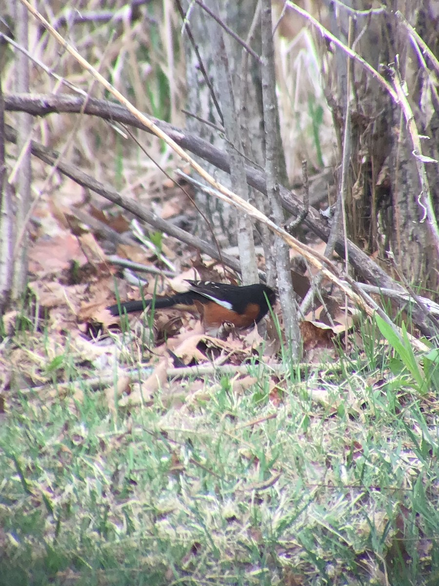 Eastern Towhee - ML558170621