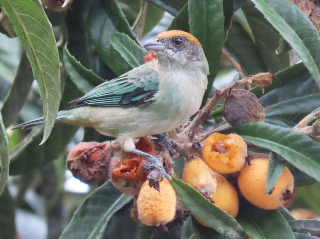 Scrub Tanager - Alejandro Mendoza