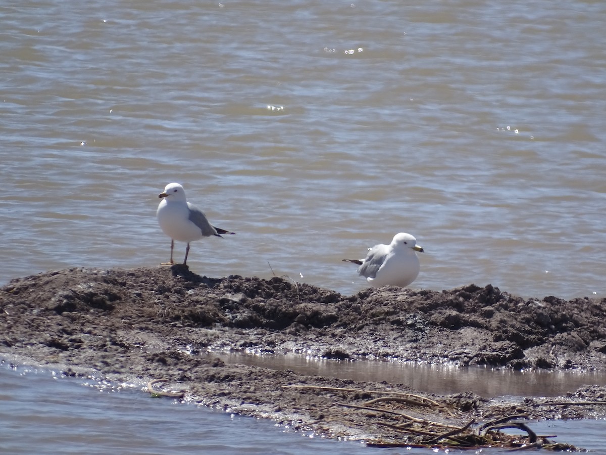 Ring-billed Gull - ML558174231