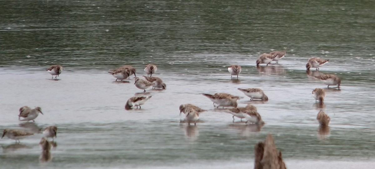 Semipalmated Sandpiper - Andrew Burnett