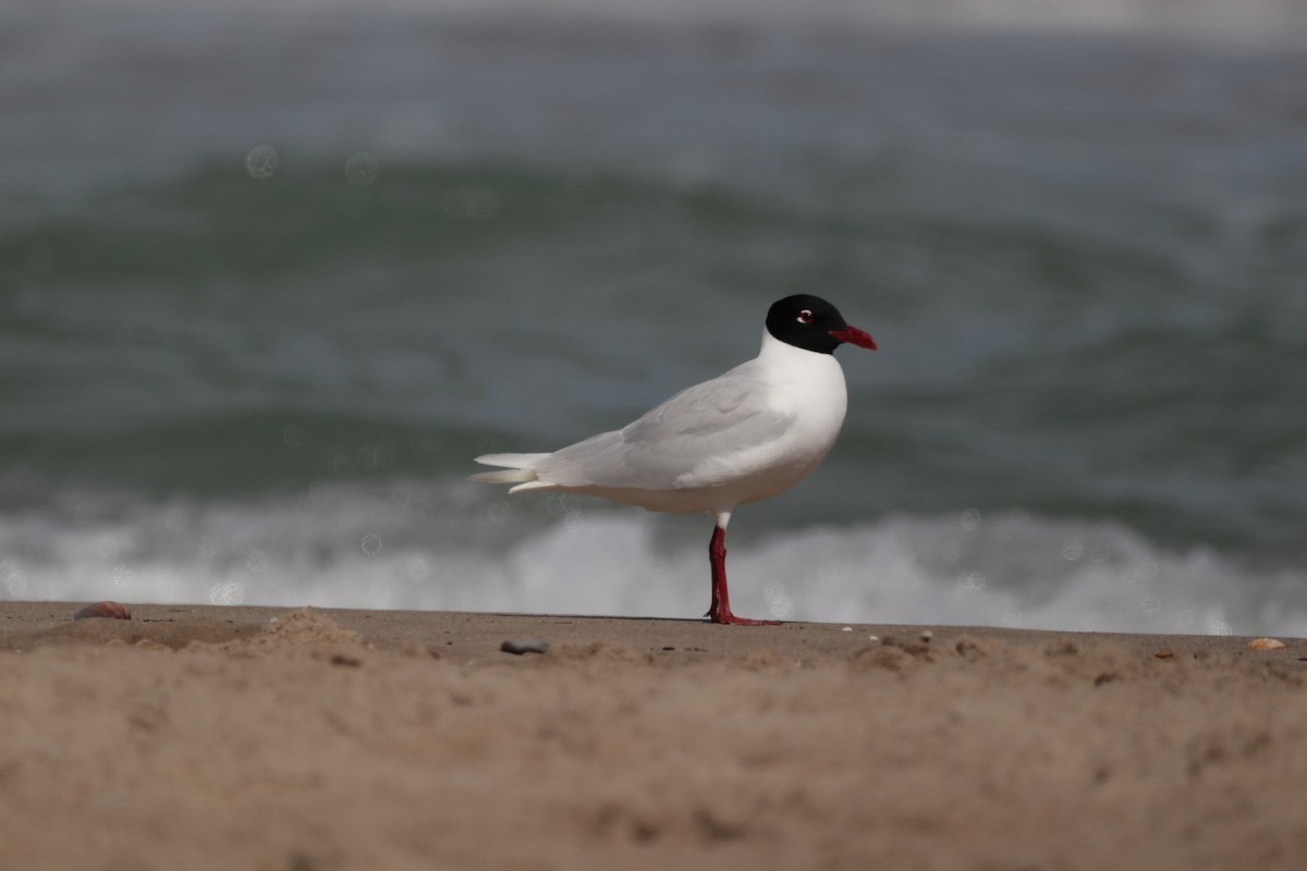 Gaviota Cabecinegra - ML558174611