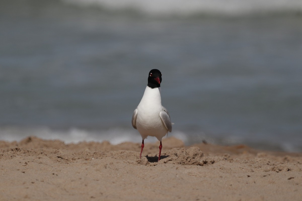 Gaviota Cabecinegra - ML558174621