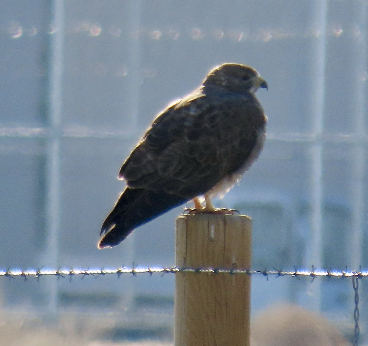 Swainson's Hawk - ML558174911