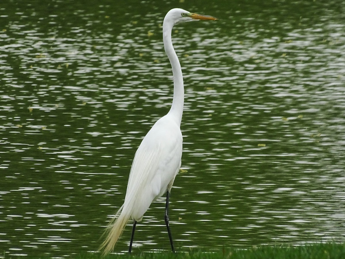 Great Egret - ML558175501