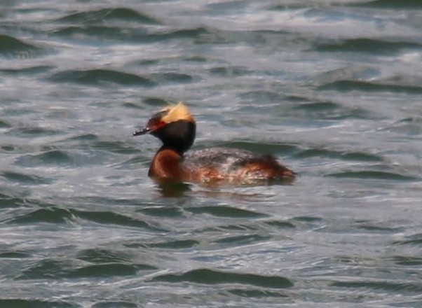 Horned Grebe - Charles Woehler