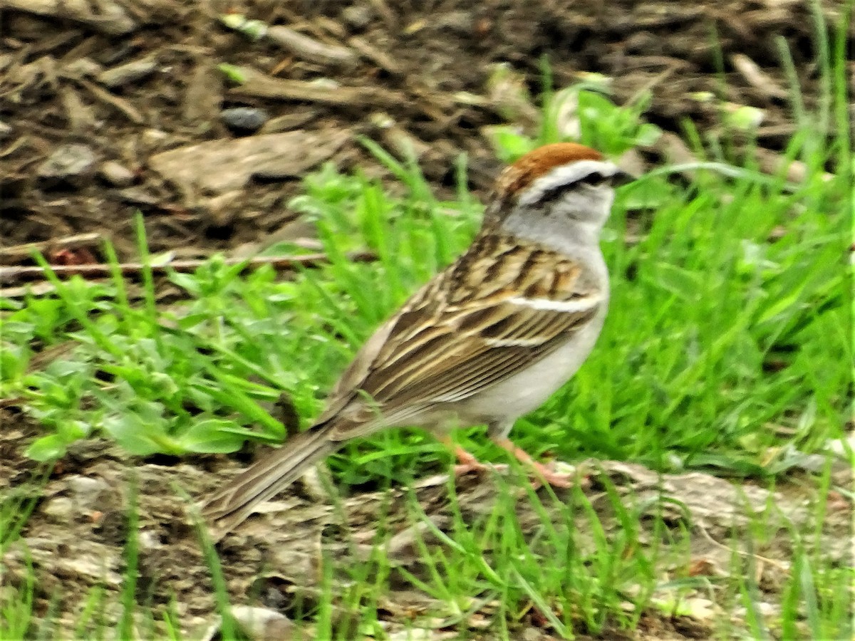 Chipping Sparrow - ML558176261