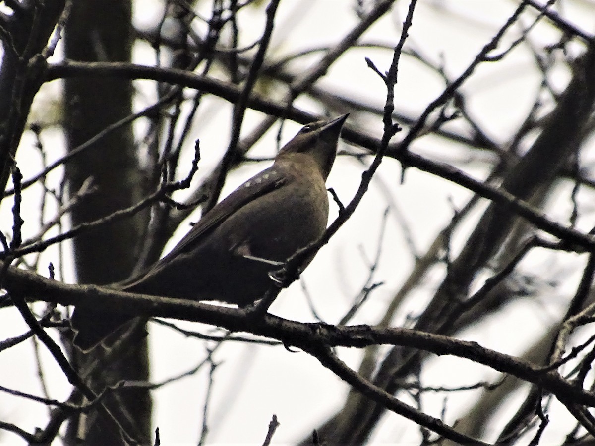 Brown-headed Cowbird - ML558176381