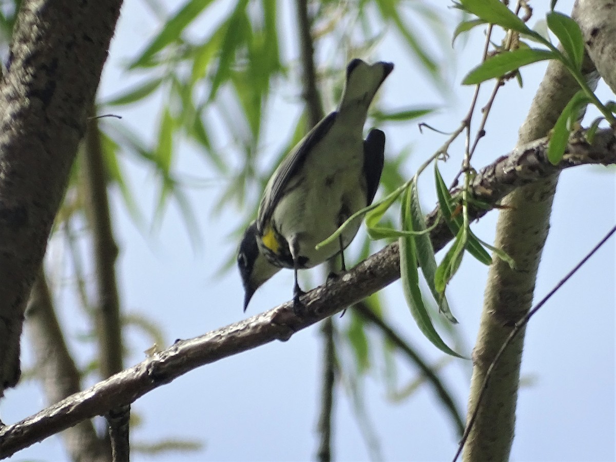 Yellow-rumped Warbler - ML558176481