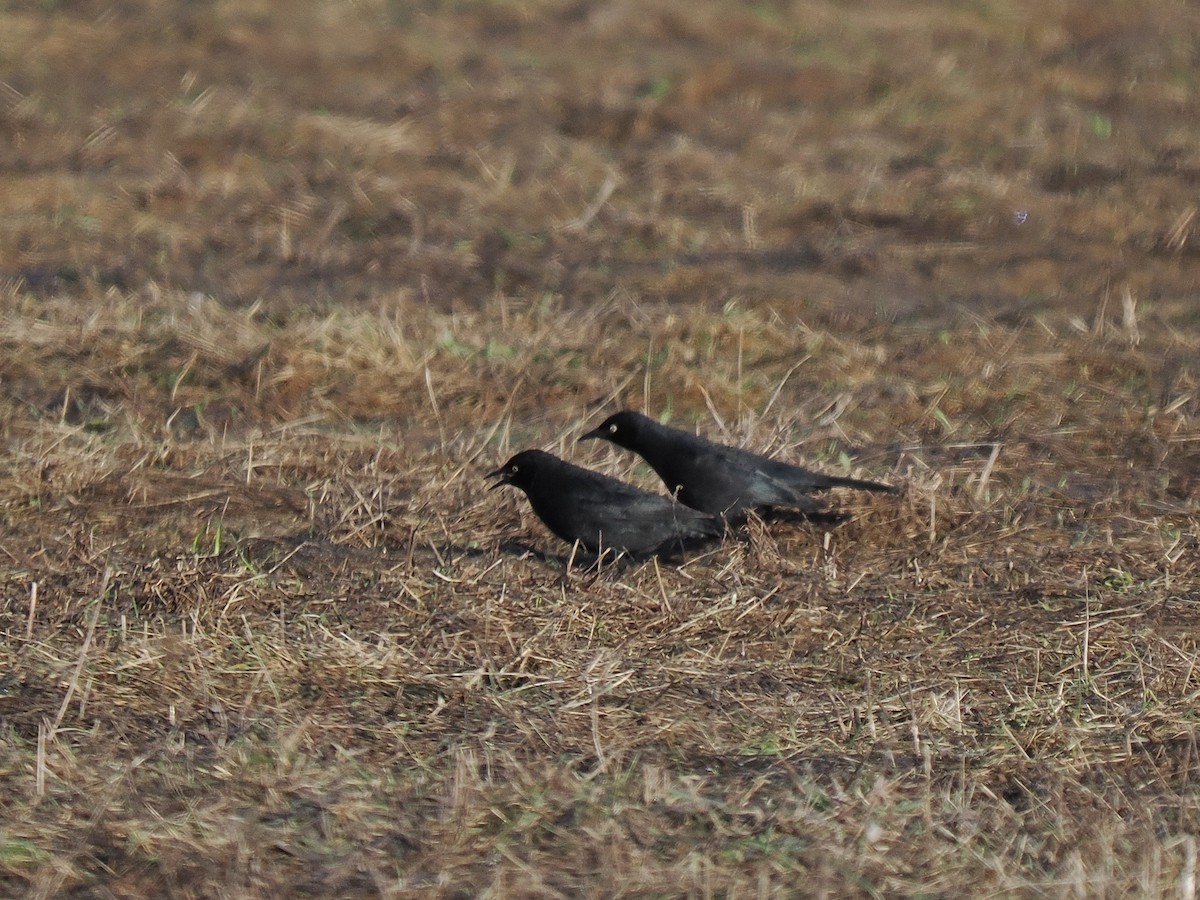 Rusty Blackbird - ML558176651