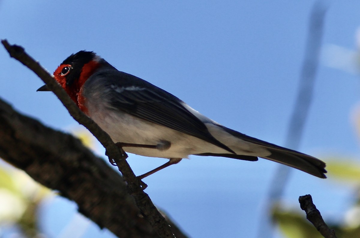 Red-faced Warbler - ML558177101