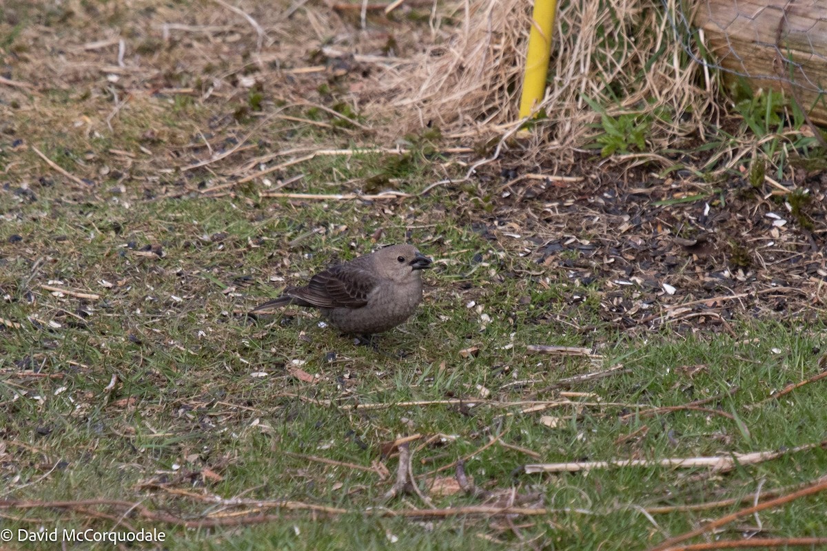 Brown-headed Cowbird - ML558177571