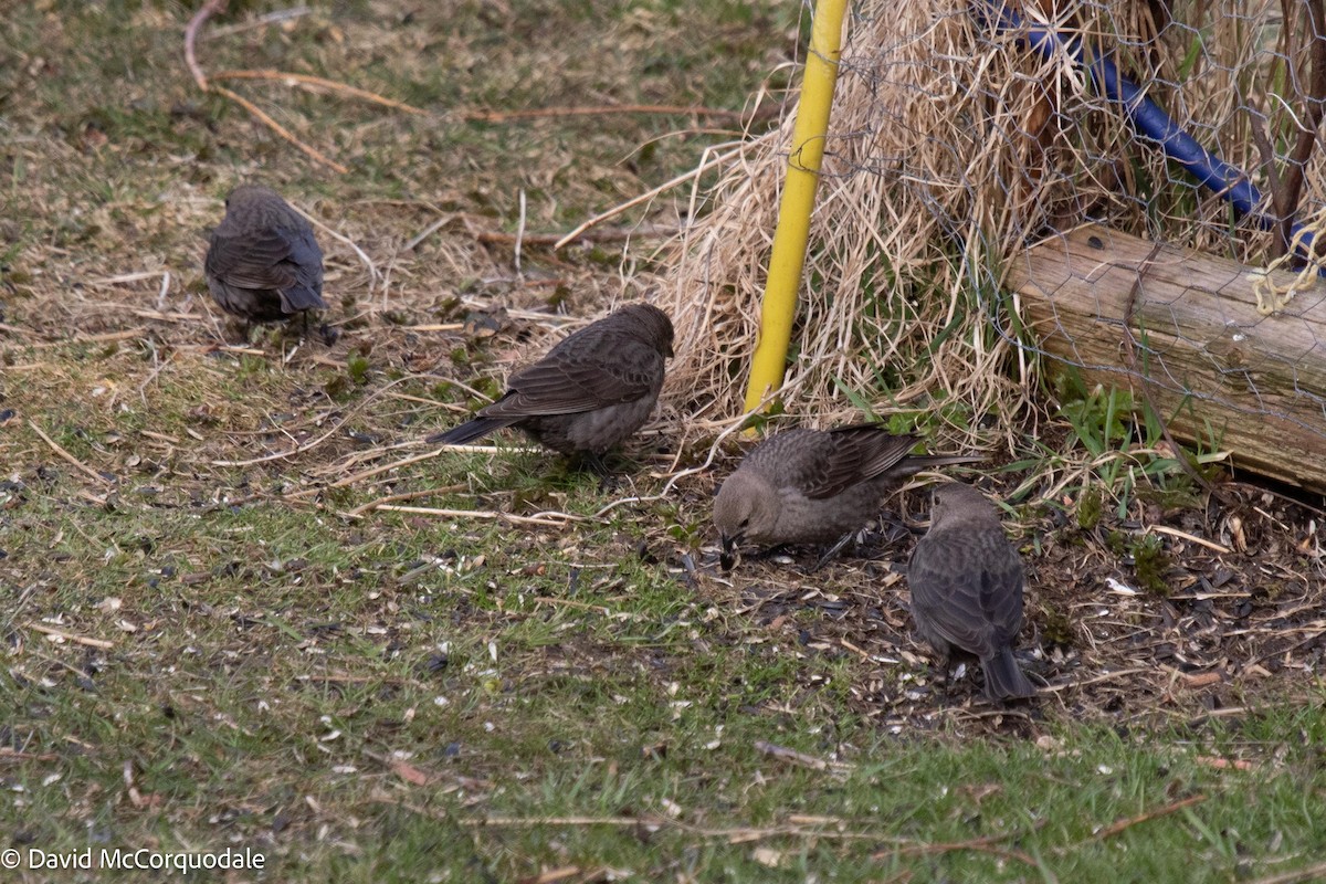 Brown-headed Cowbird - ML558177581