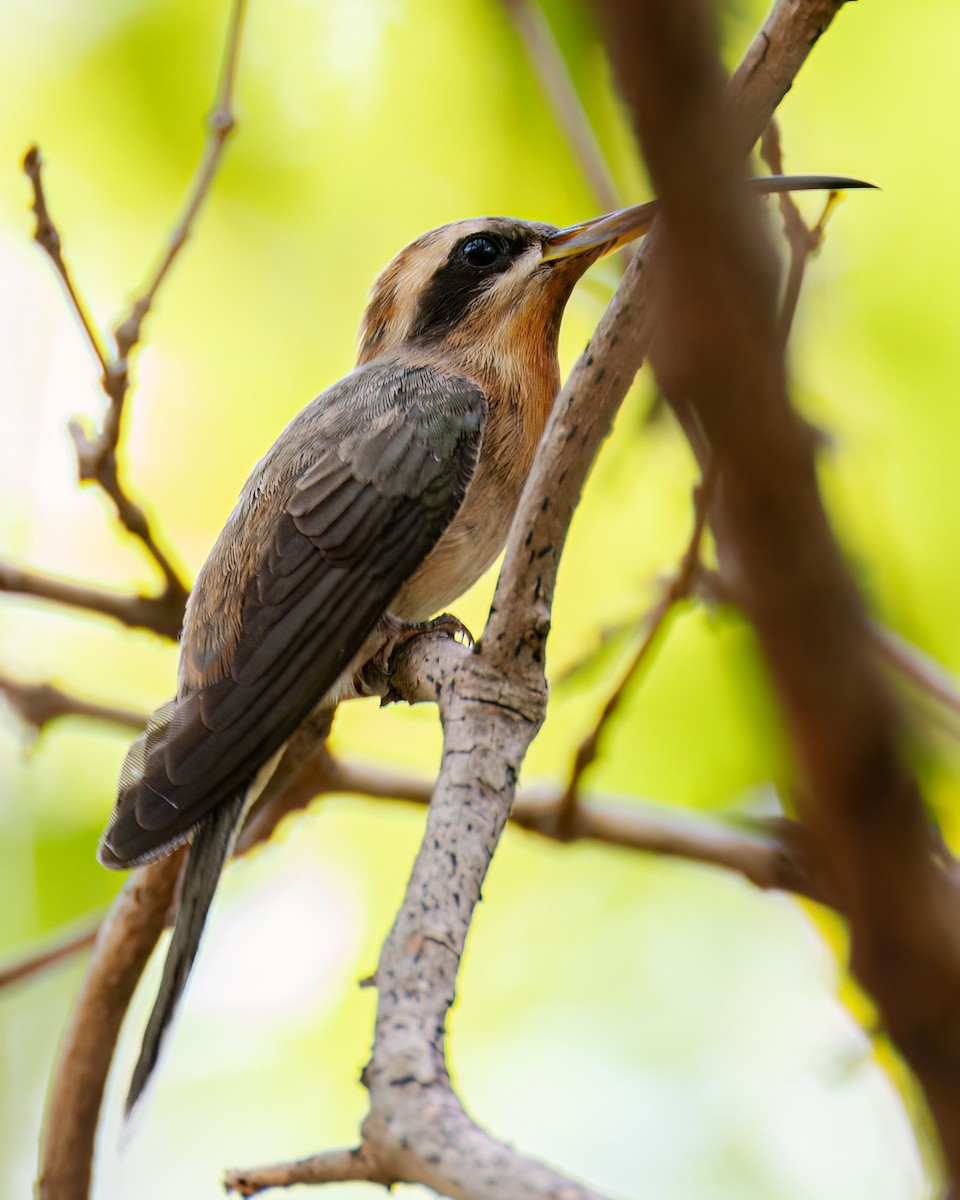 Broad-tipped Hermit - Victor Pássaro