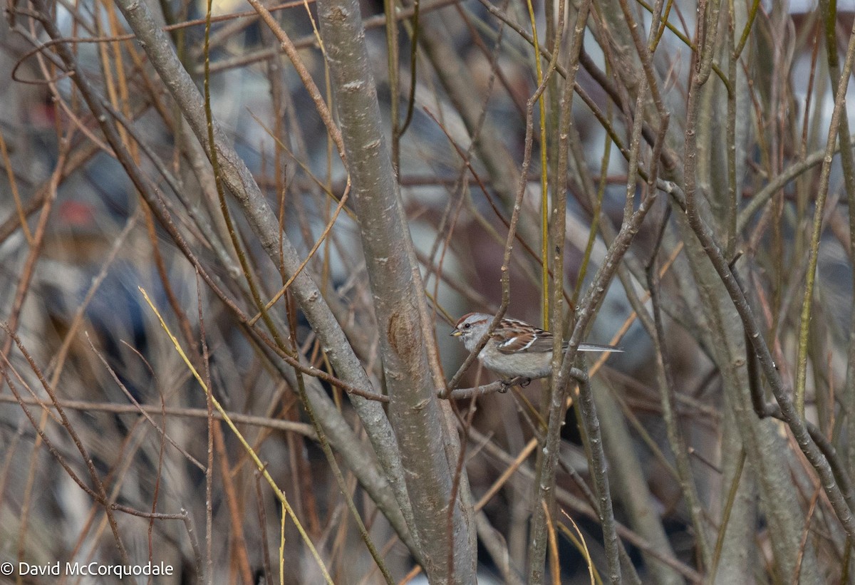 American Tree Sparrow - ML558178821