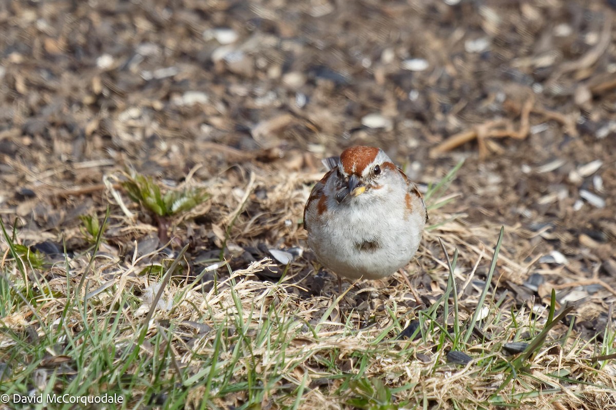 American Tree Sparrow - ML558178831