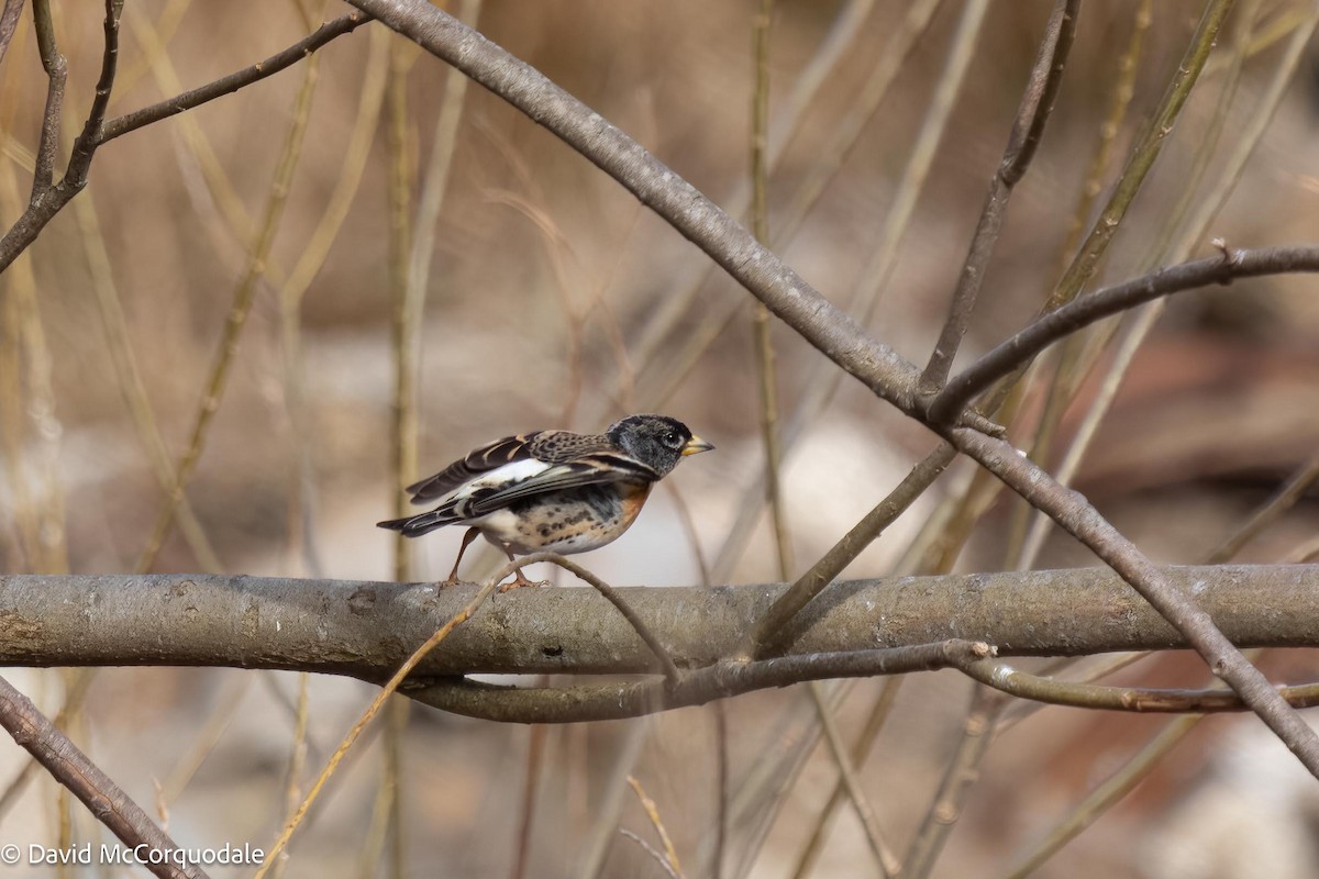 Brambling - ML558178971