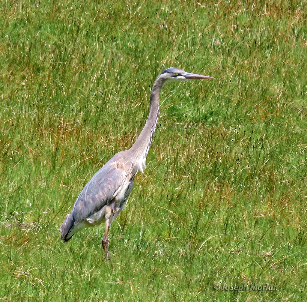 Garza Azulada - ML558179611