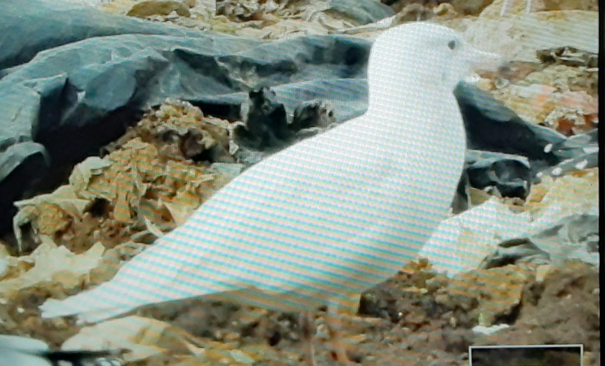 Glaucous Gull - Susan Craig