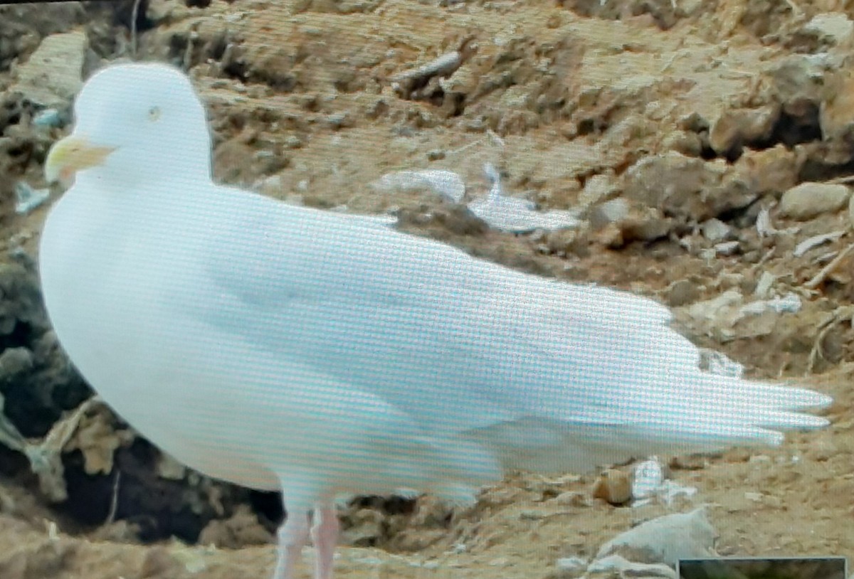 Glaucous Gull - ML558181991