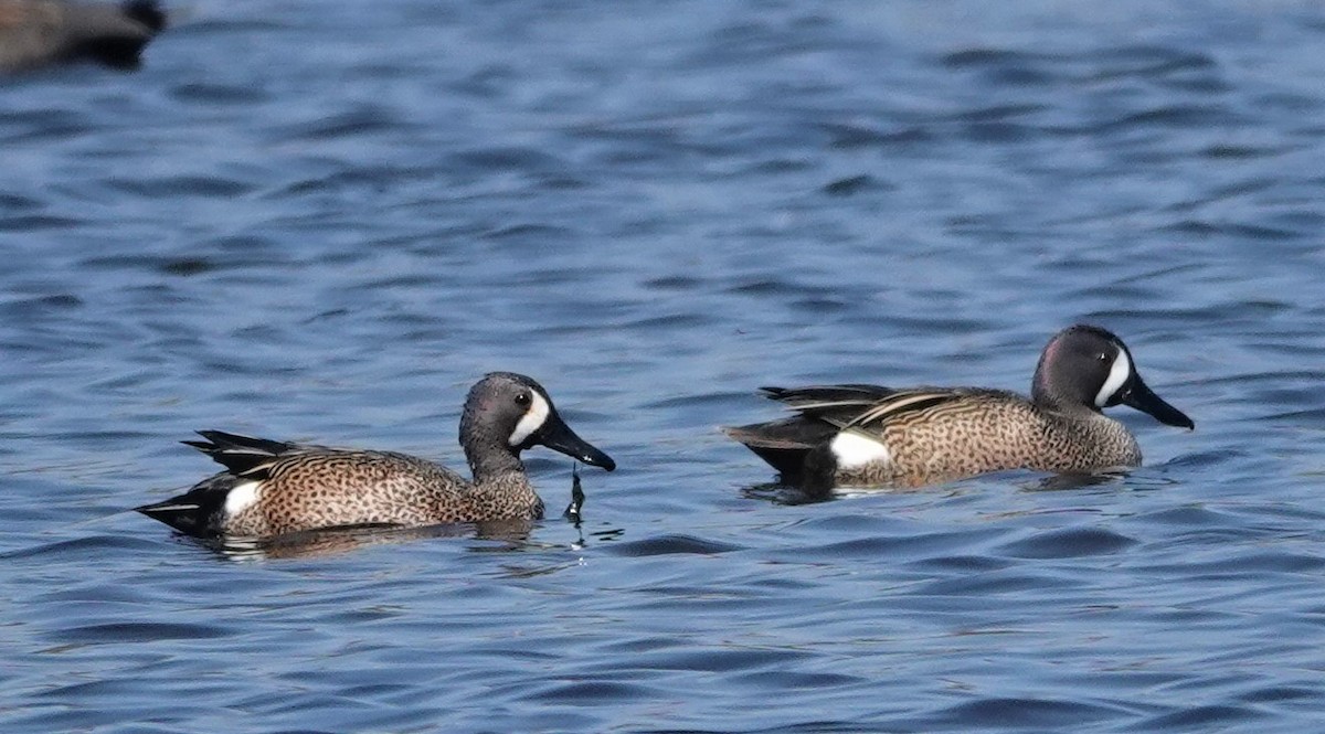 Blue-winged Teal - M Wannamaker