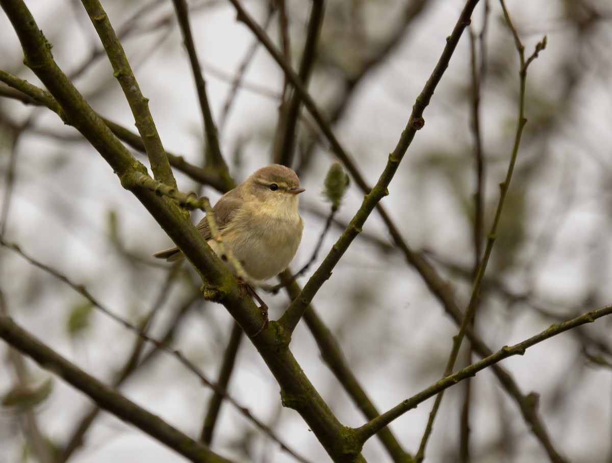 Willow Warbler - ML558182901