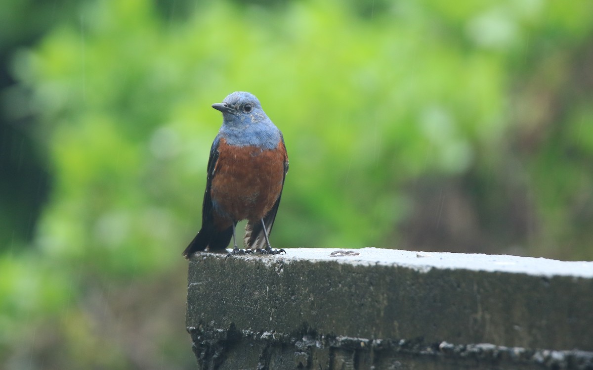 Blue Rock-Thrush - ML55818301