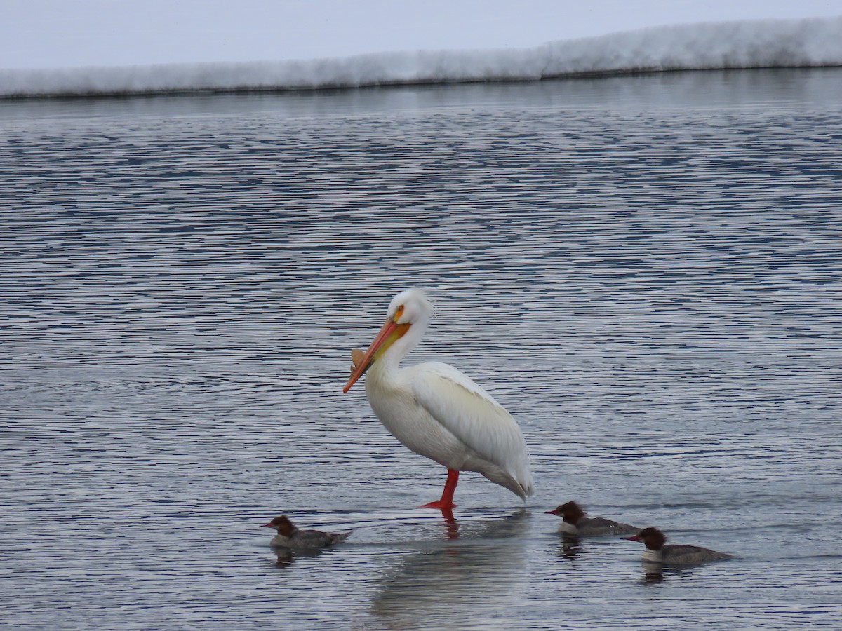 American White Pelican - Andrew Pratt