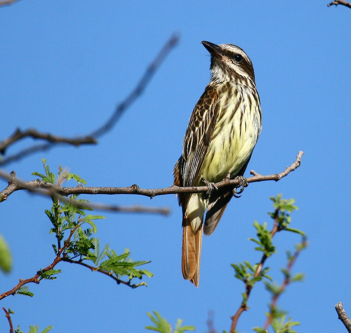 Sulphur-bellied Flycatcher - ML558188441