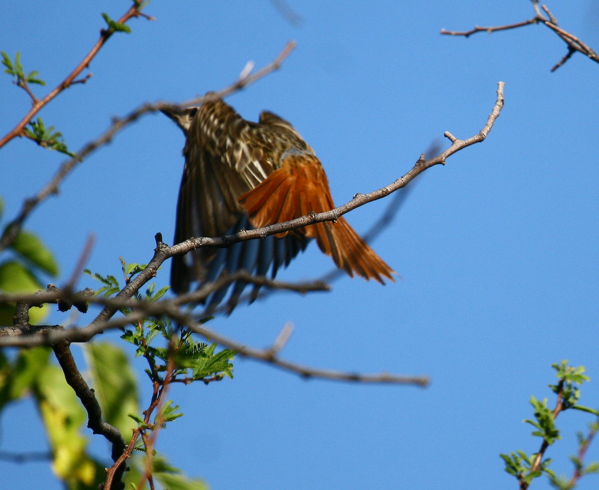 Sulphur-bellied Flycatcher - ML558188451